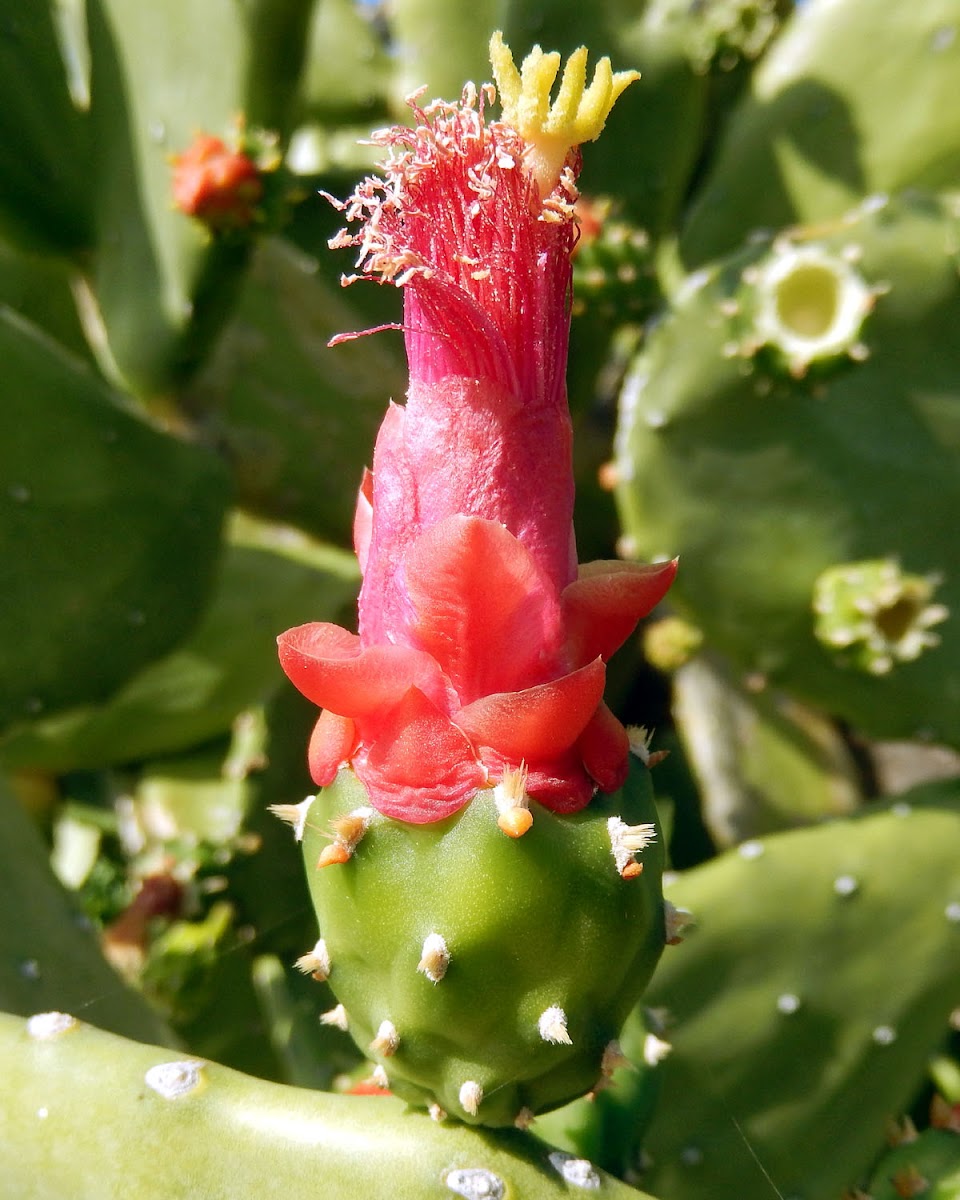 Cochineal Nopal Cactus