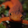 Eastern Newt