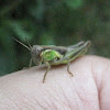 Red-legged Grasshopper, nymph