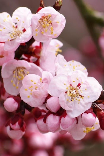 【免費個人化App】Cherry Blossoms Live Wallpaper-APP點子