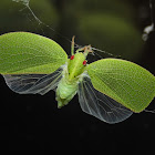 Acanaloniid planthopper