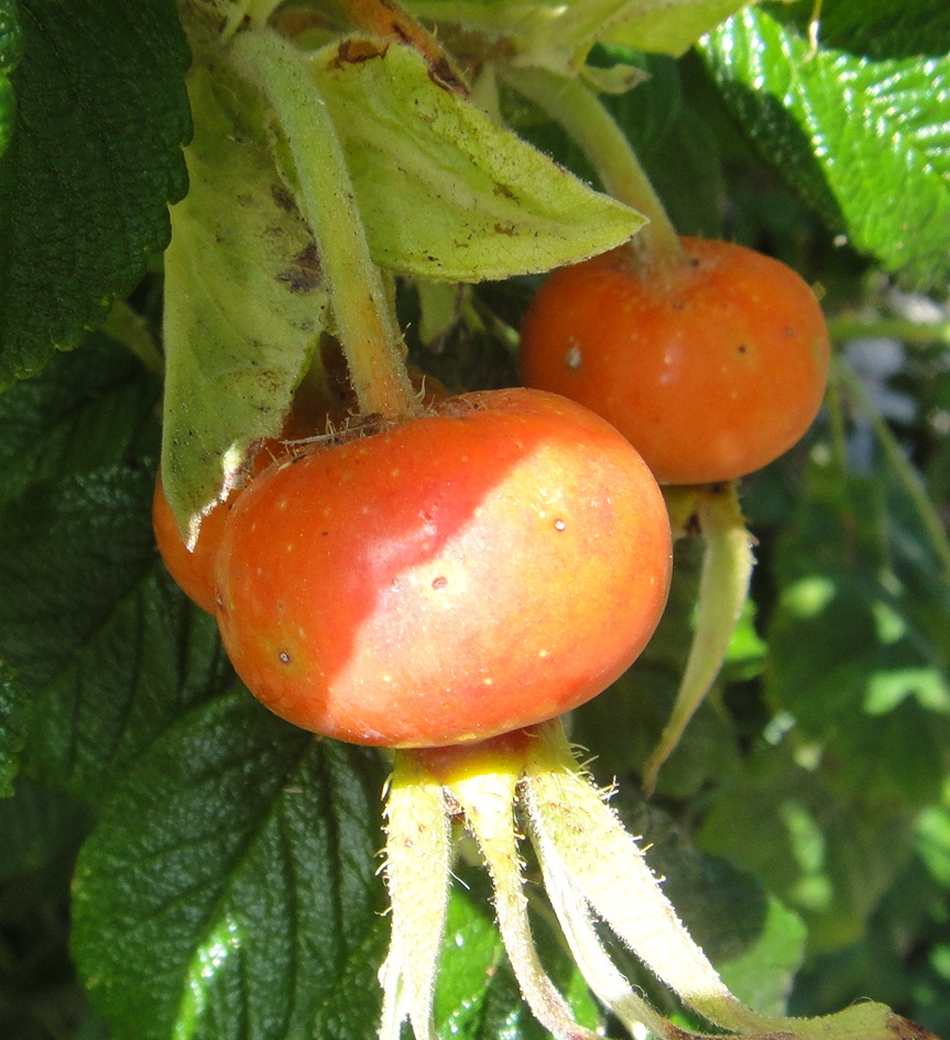 Rugosa rose hips