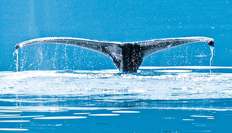 A humpback whale off the coast of Alaska during a Princess Cruises sailing.  