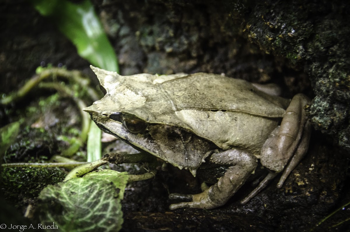 Malayan horned frog