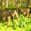 The Asiatic Elephant