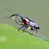 Trihorned baridine weevil
