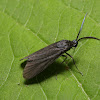 Zygaenidae moth