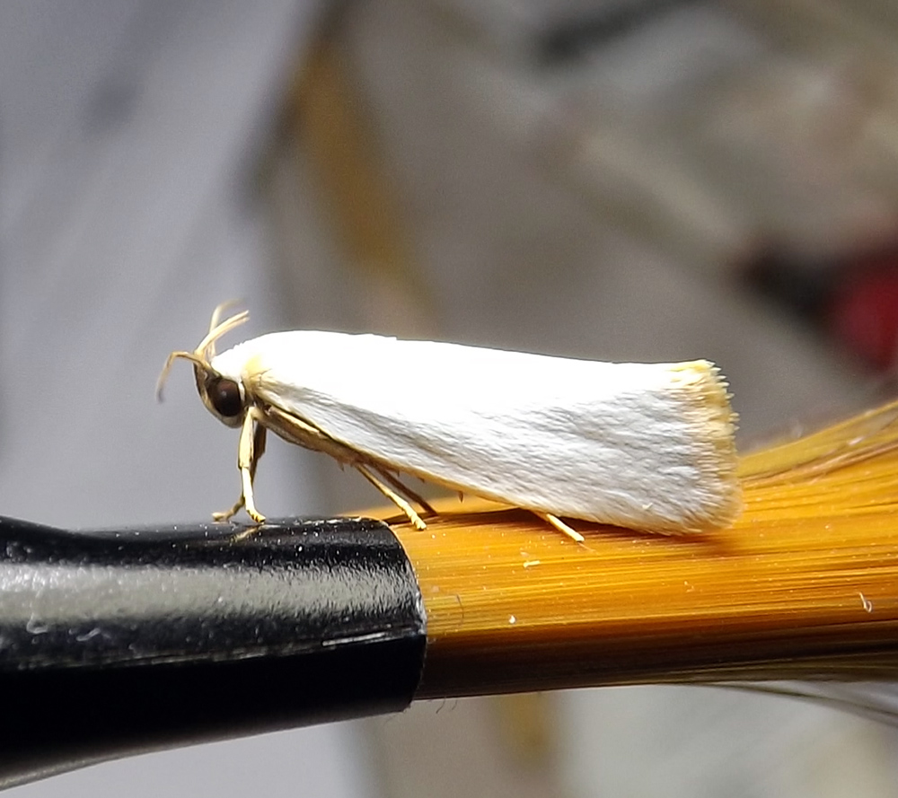 Gelechioid Moth