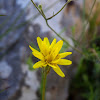 Scorzonera crocifolia (Σκορτσονέρα η κροκόφυλλη)