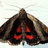 Ultronia Underwing Moth