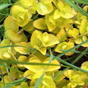 Creeping Jenny