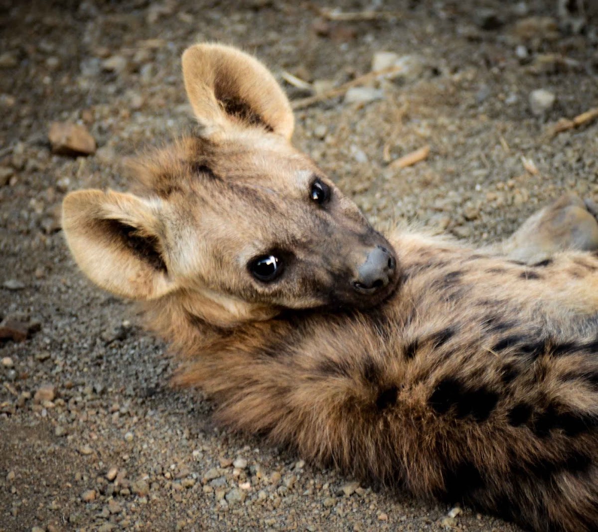 Spotted hyena (pup)