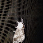Larch Lappet moth