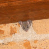 Nimble-footed mouse