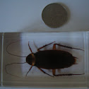 American Cockroach (preserved)