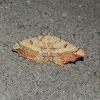 Dissomorphia Moth -♀