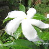 Sri Lanka Jasmine