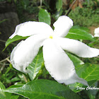Sri Lanka Jasmine
