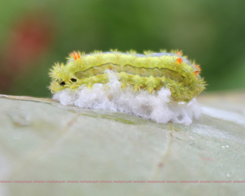 fungus infects the caterpillar