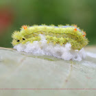 fungus infects the caterpillar