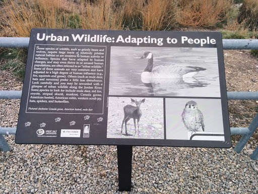 Urban Wildlife Adapting To People 