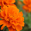 Common Marigold-Orange