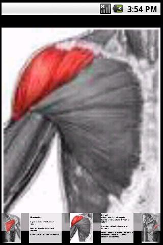 Android application Muscle Image FlashCards screenshort