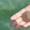 Sand Dollar