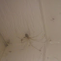 Cellar spider