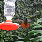 colibrí de cola roja