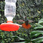 colibrí de cola roja