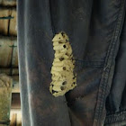 Mud Dauber Wasp Nest