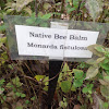 Native Bee Balm