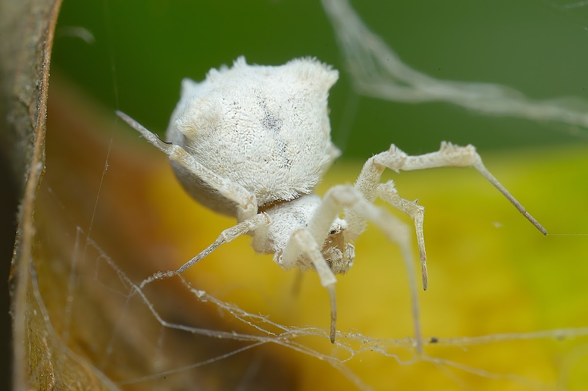 White Orb weaver spider