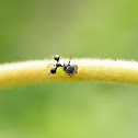 Ant mimic Hopper