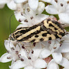 noctuid moth