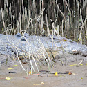 saltwater/estuarine crocodile