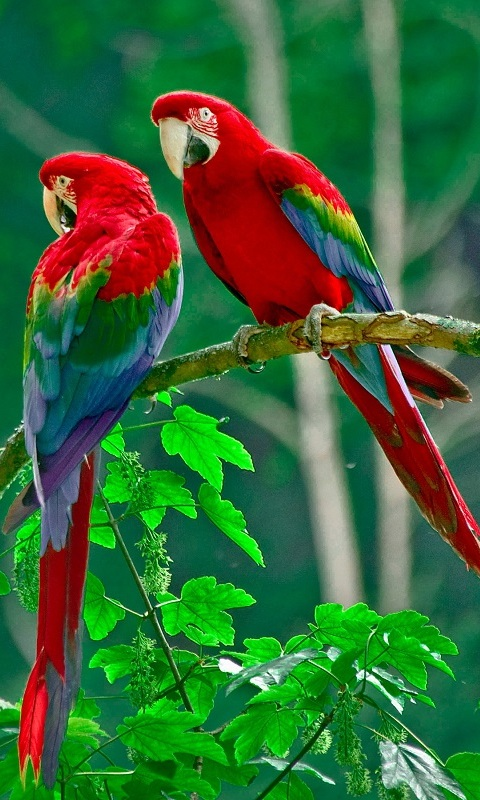 Birds Live Wallpaper - Apl Android di Google Play