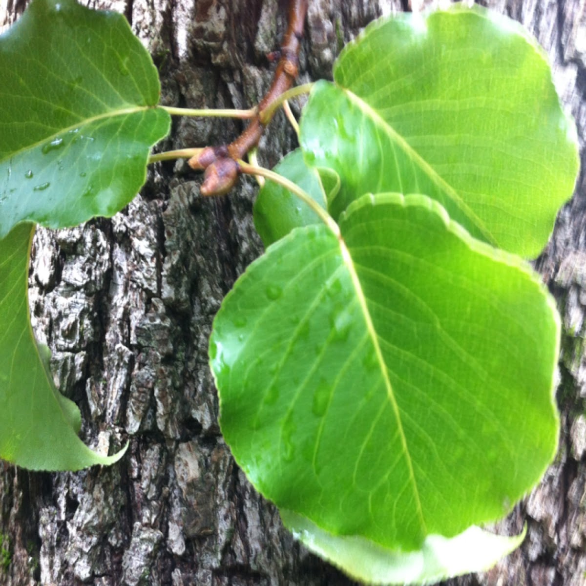 Bradford Pear