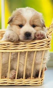 Free My Little Dogs Live Wallpaper APK