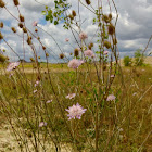 Pincushion Flower