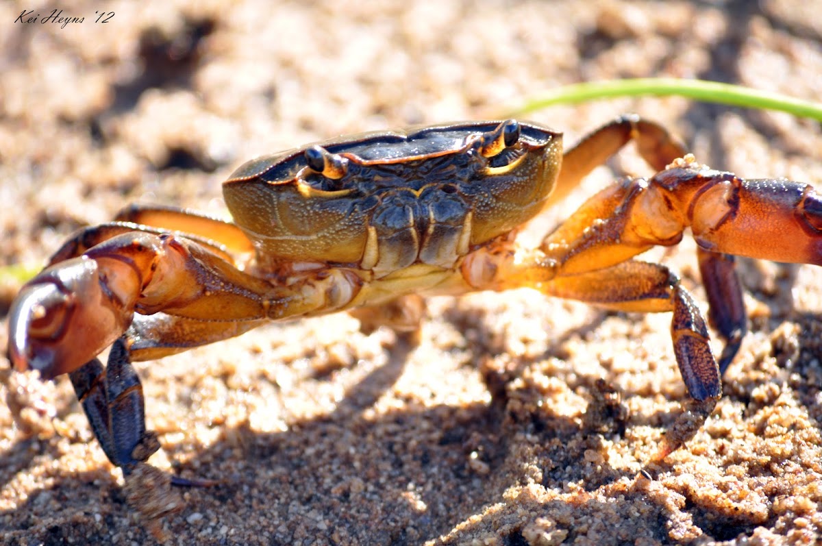 Cape River Crab