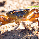 Cape River Crab