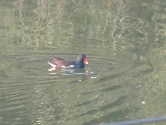 Common Moorhen