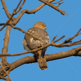 Shikra  by Prasad Pendharkar - Animals Birds