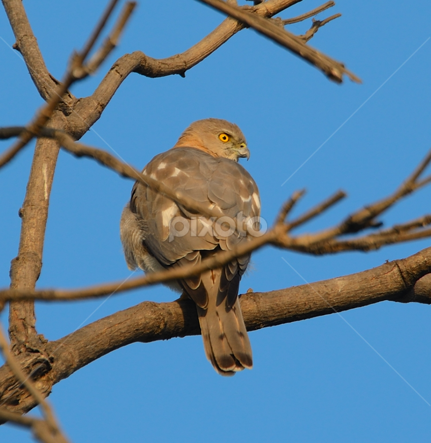 Shikra  by Prasad Pendharkar - Animals Birds