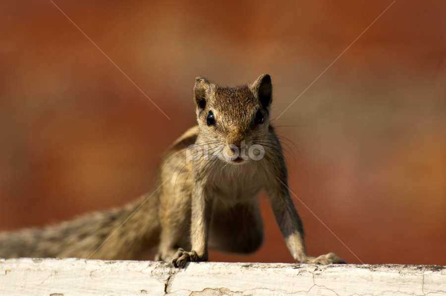 Look at me ! by Jagdish Singh - Animals Other Mammals