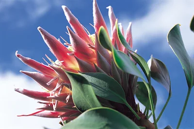 Scarlet bottlebrush, one of the lush tropical flowers you'll encounter on a visit to Hawaii. 
