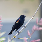 Red-winged Blackbird (male and female pair)