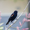 Red-winged Blackbird (male and female pair)